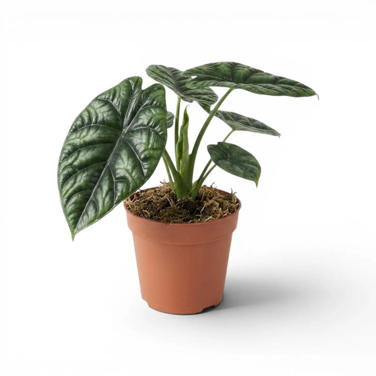 Alocasia sinuata plant in a nursery pot.