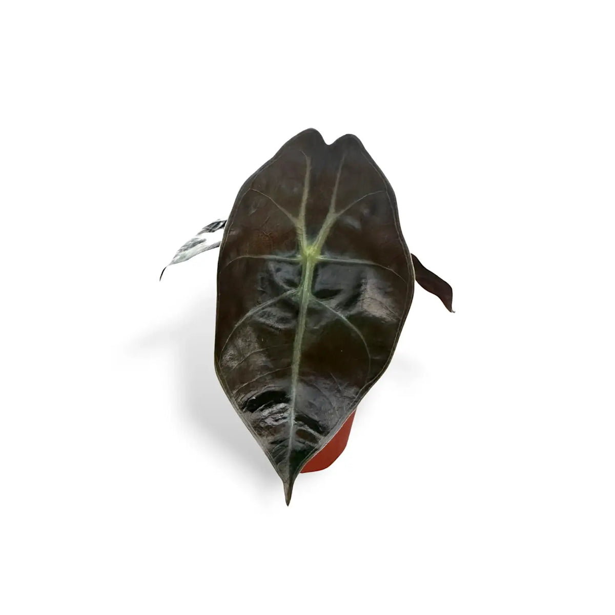 Alocasia suhirmaniana – Topfpflanze im Kulturtopf vor weißem Hintergrund, Produktfoto 7.