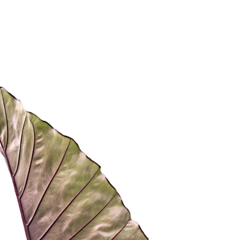 Alocasia 'Sumo' close-up of leaf on white background.