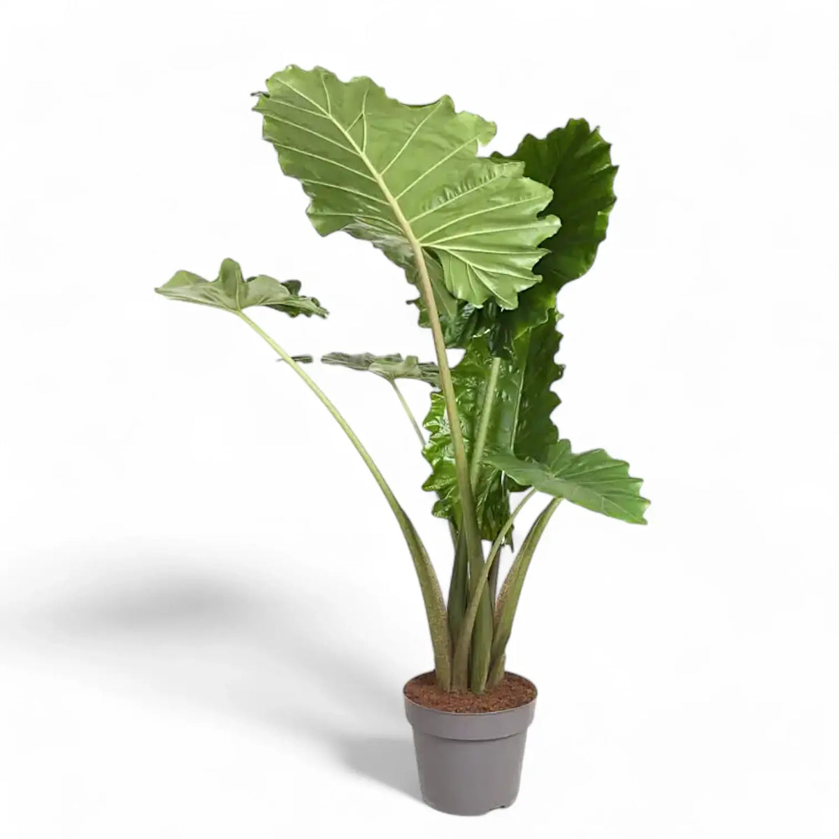 Alocasia 'Thunder Waves' ('Portodora') – Zimmerpflanze im Kulturtopf auf weißem Hintergrund, Produktfoto 12.