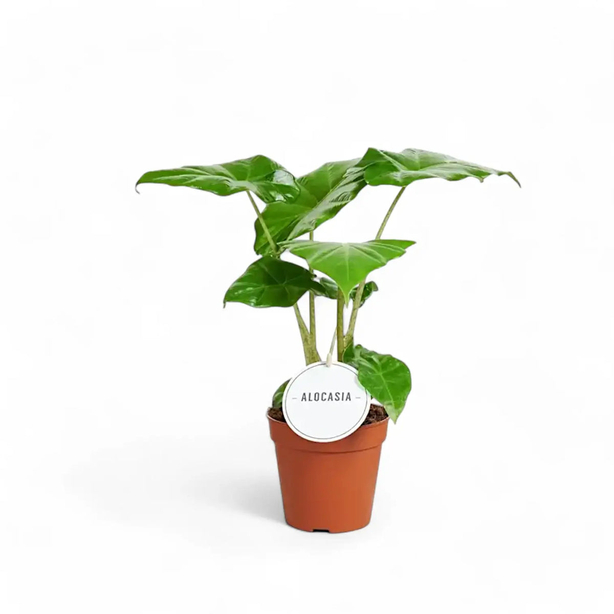 Alocasia 'Thunder Waves' ('Portodora') – Zimmerpflanze im Kulturtopf auf weißem Hintergrund, Produktfoto 4.