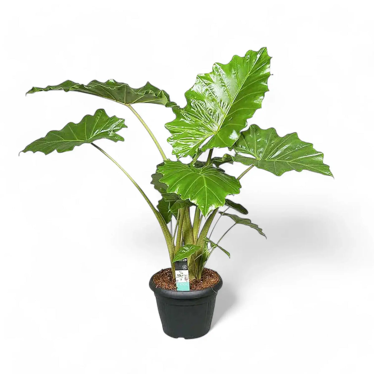Alocasia 'Thunder Waves' ('Portodora') – Zimmerpflanze im Kulturtopf auf weißem Hintergrund, Produktfoto 7.