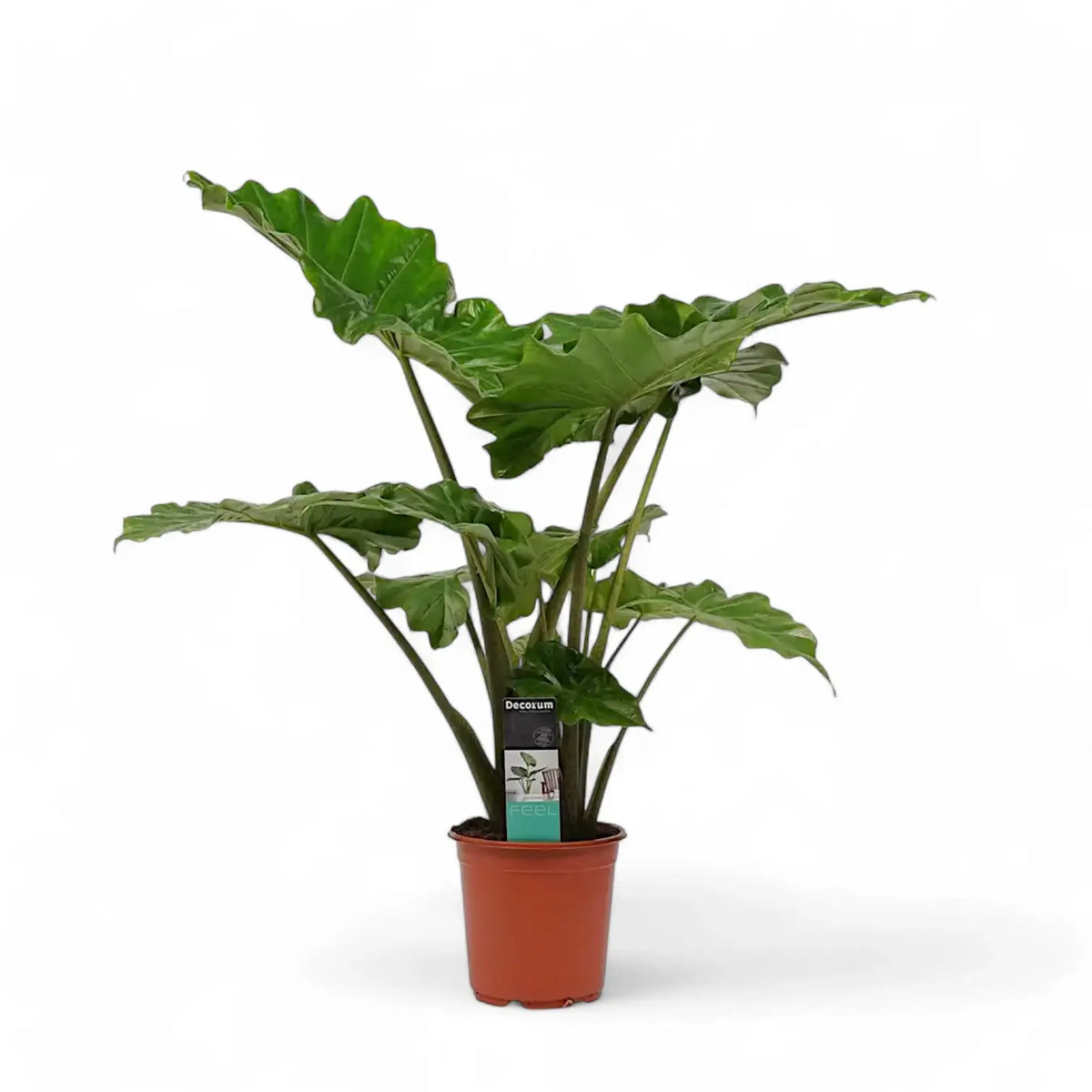 Alocasia 'Thunder Waves' ('Portodora') – Zimmerpflanze im Kulturtopf auf weißem Hintergrund, Produktfoto 8.