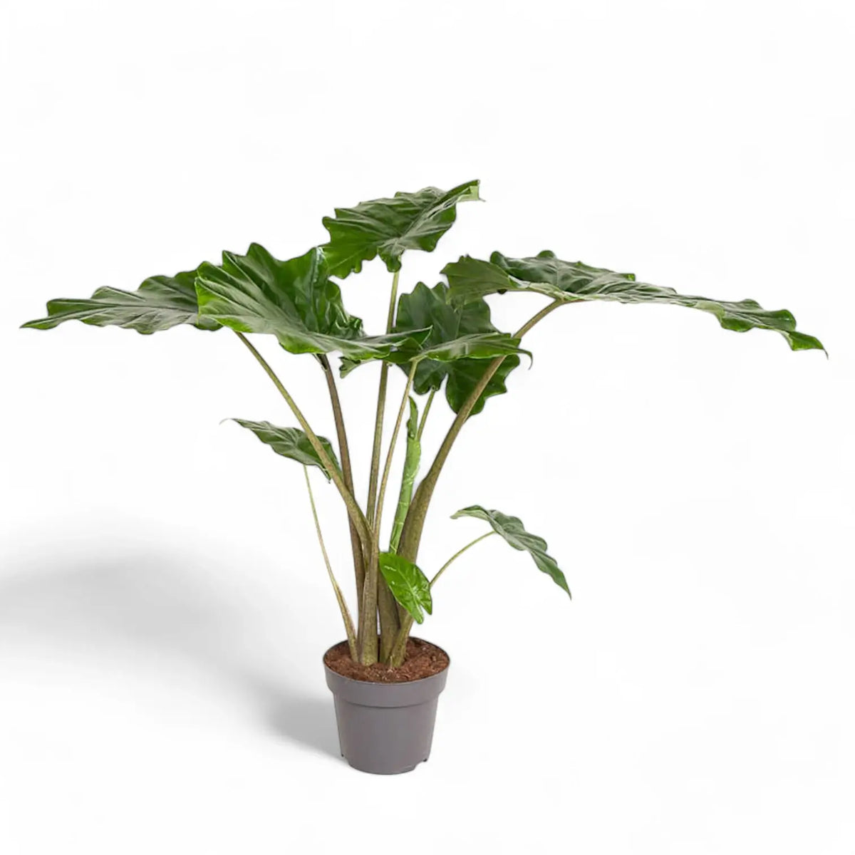 Alocasia 'Thunder Waves' ('Portodora') – Zimmerpflanze im Kulturtopf auf weißem Hintergrund, Produktfoto 9.