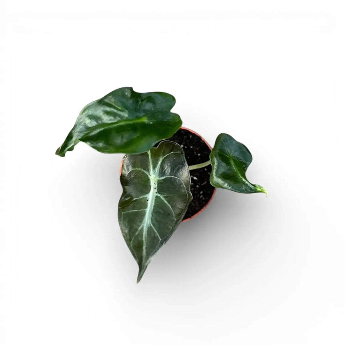 Alocasia 'Venom' als Topfpflanze im Kulturtopf vor weißem Hintergrund.