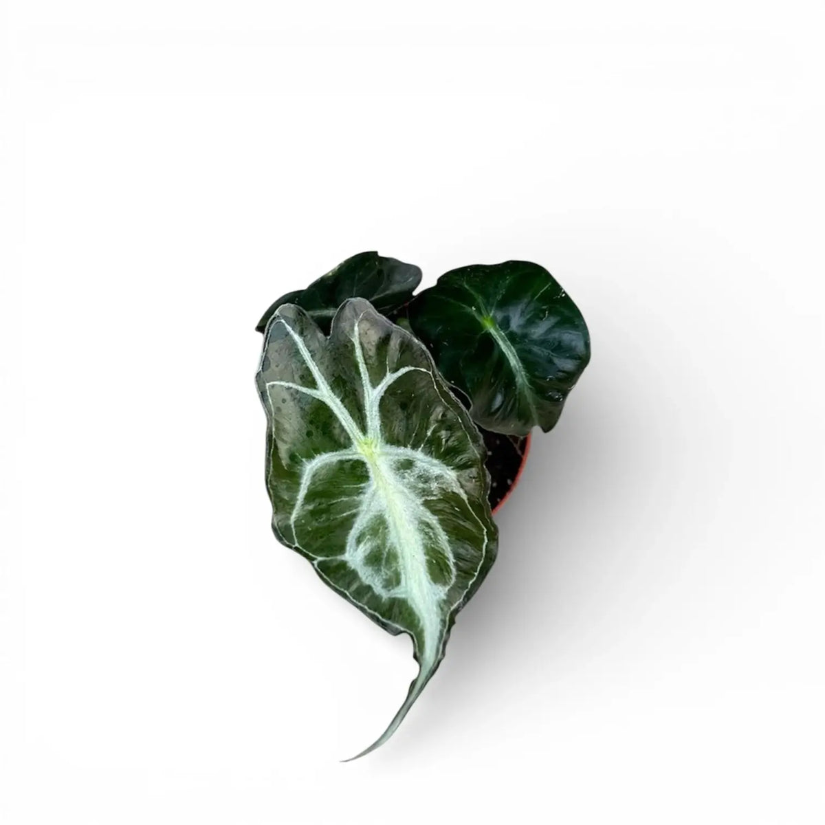 Alocasia 'Venom' als Topfpflanze im Kulturtopf vor weißem Hintergrund.