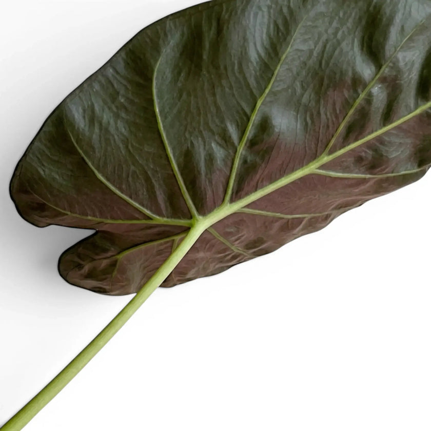 Close-up of Alocasia wentii large, very dark green leaf with burgundy underside on a white background