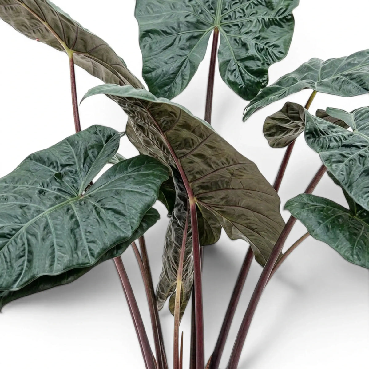 Close-up of large, very dark and glossy Alocasia Yucatan Princess leaves on white background