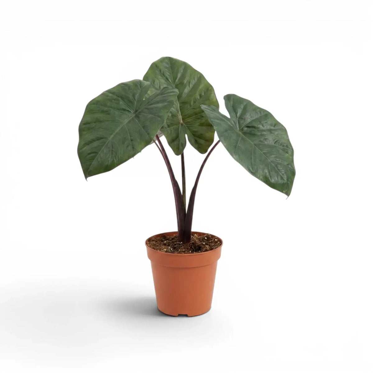 Alocasia Yucatan Princess medium-sized plant in a nursery pot on a white background