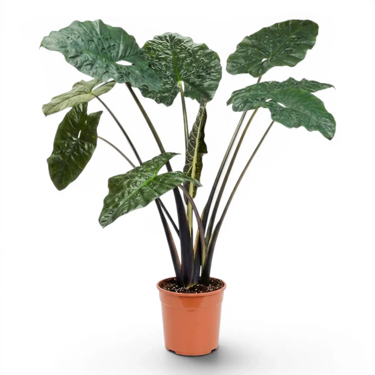 Large plant Alocasia Yucatan Princess with very dark, glossy leaves in a nursery pot on white background