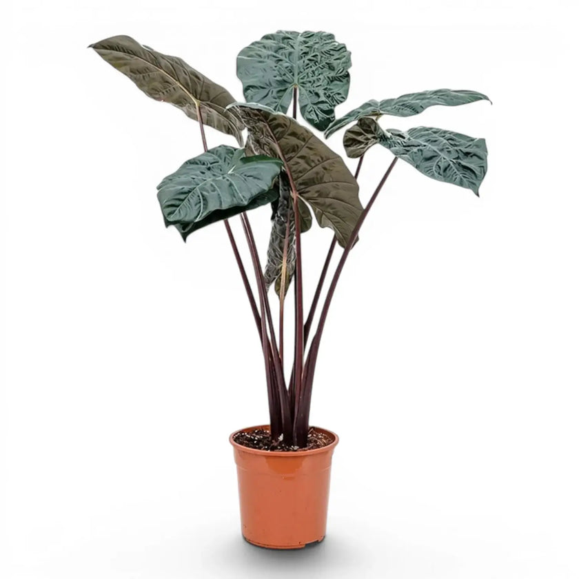 Large plant Alocasia Yucatan Princess with very dark, glossy leaves in a nursery pot on white background