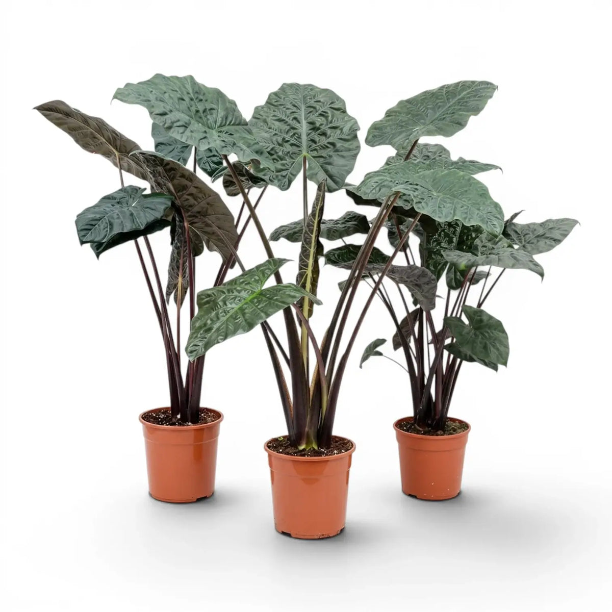 Large plant Alocasia Yucatan Princess with very dark, glossy leaves in a nursery pot on white background