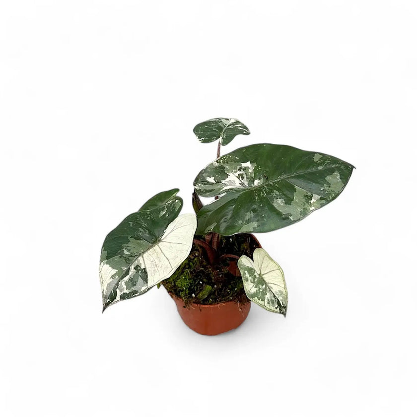 Alocasia 'Yucatan princess' variegata potted plant in nursery pot on white background.