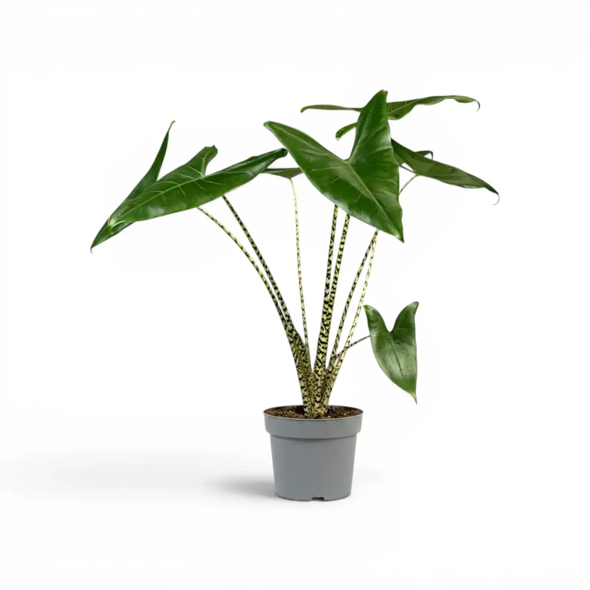 Große Alocasia zebrina im Topf mit grünen Blättern und gestreiften Blattstielen vor weißem Hintergrund