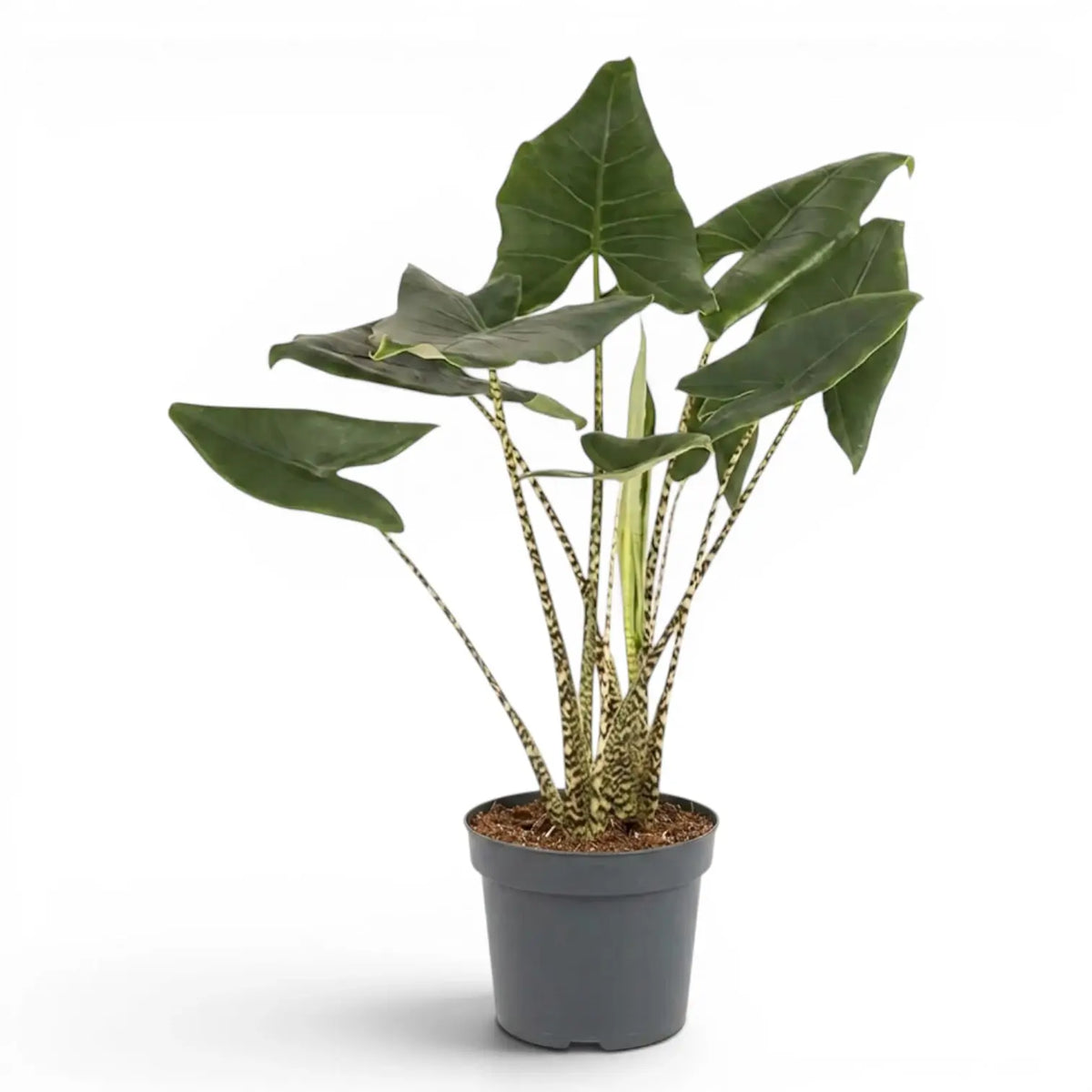 Große Alocasia zebrina im Topf mit grünen Blättern und gestreiften Blattstielen vor weißem Hintergrund