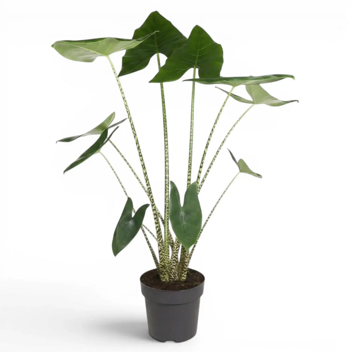 Große Alocasia zebrina im Topf mit grünen Blättern und gestreiften Blattstielen vor weißem Hintergrund