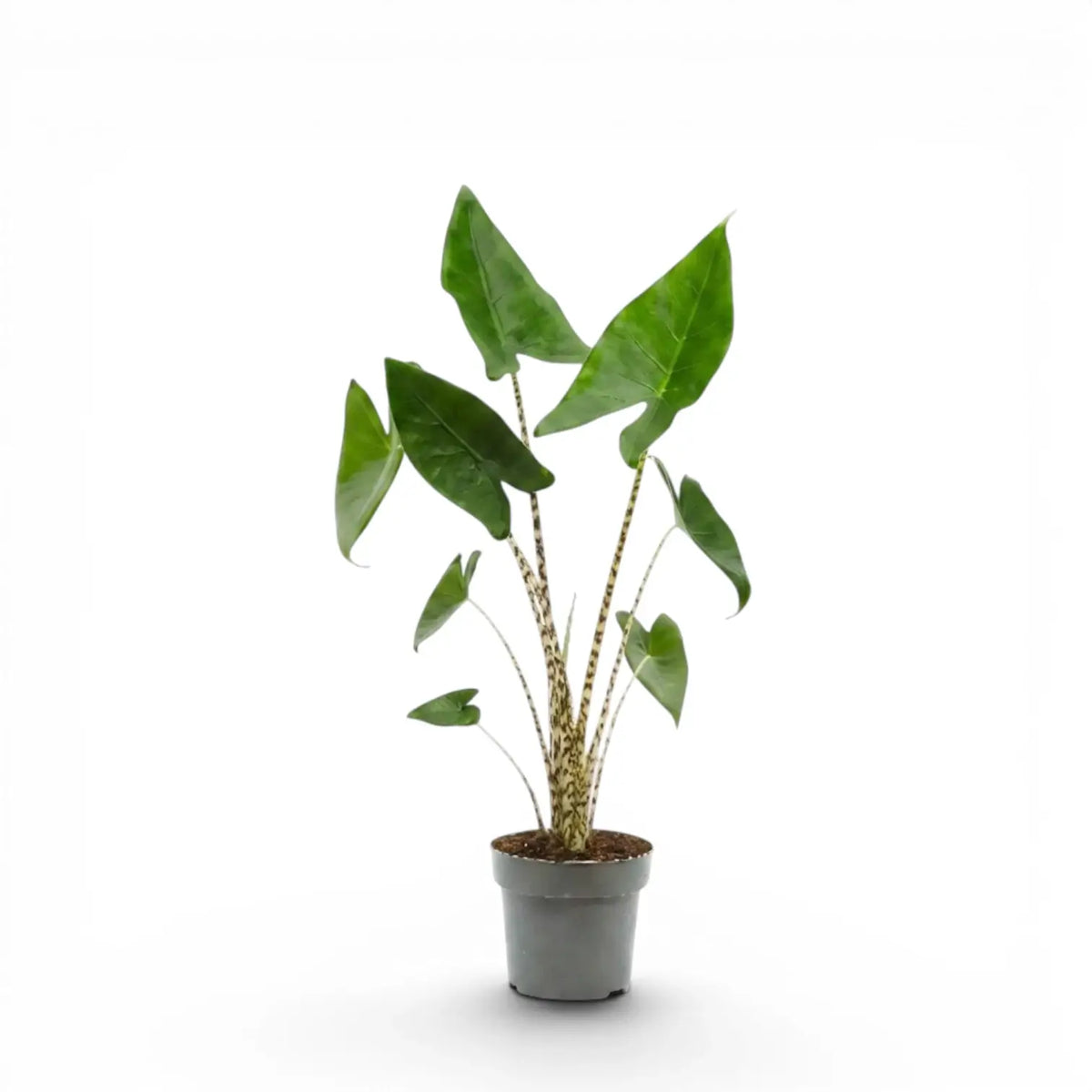 Mittelgroße Alocasia zebrina im Topf mit grünen Blättern und gestreiften Blattstielen vor weißem Hintergrund