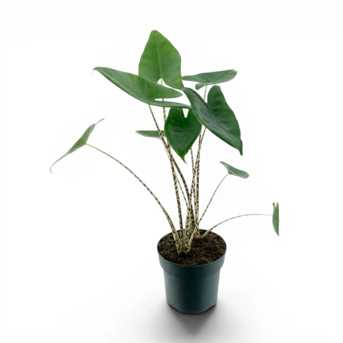 Mittelgroße Alocasia zebrina im Topf mit grünen Blättern und gestreiften Blattstielen vor weißem Hintergrund