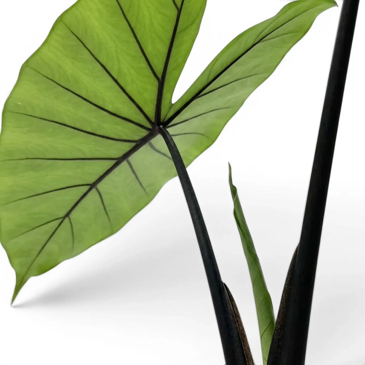 Nahaufnahme schwarzer Blattstiele und pfeilförmiger Blätter von Alocasia zebrina Black Stem vor weißem Hintergrund