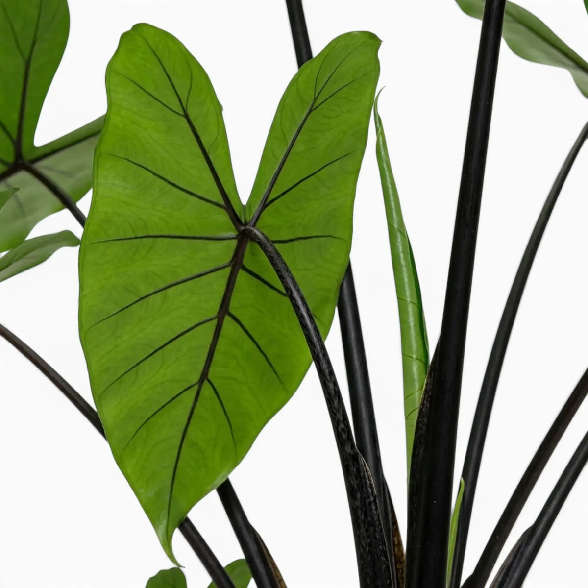Nahaufnahme schwarzer Blattstiele und pfeilförmiger Blätter von Alocasia zebrina Black Stem vor weißem Hintergrund