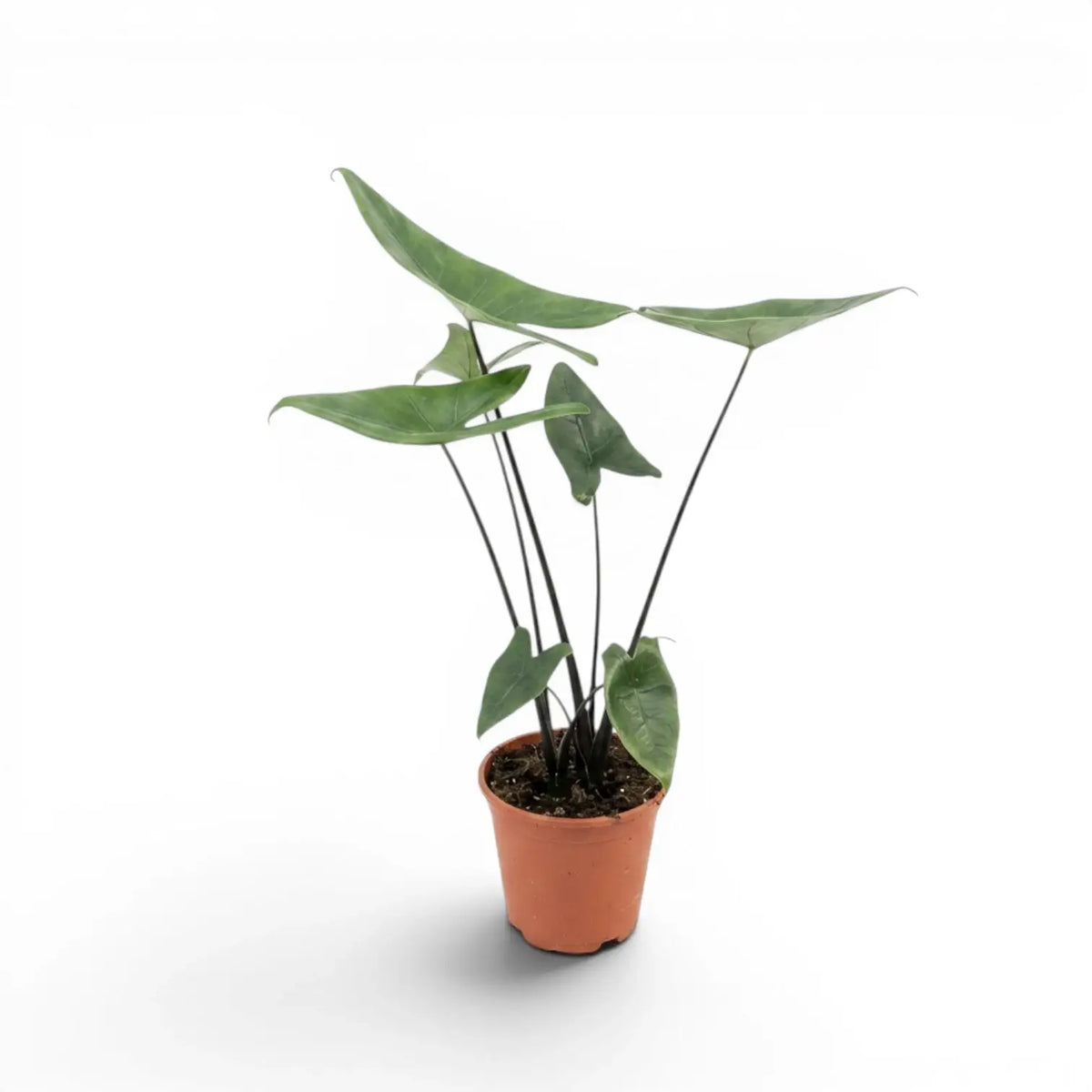 Alocasia zebrina Black Stem im Topf mit schwarzen Blattstielen und pfeilförmigen Blättern vor weißem Hintergrund