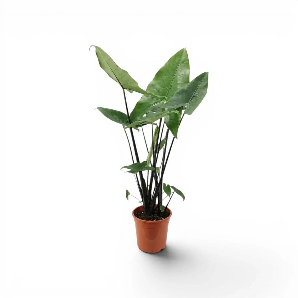 Alocasia zebrina Black Stem im Topf mit schwarzen Blattstielen und pfeilförmigen Blättern vor weißem Hintergrund