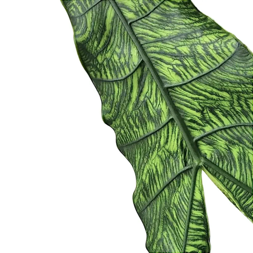 Nahaufnahme eines Blatts von Alocasia zebrina 'Reticulata' vor weißem Hintergrund.