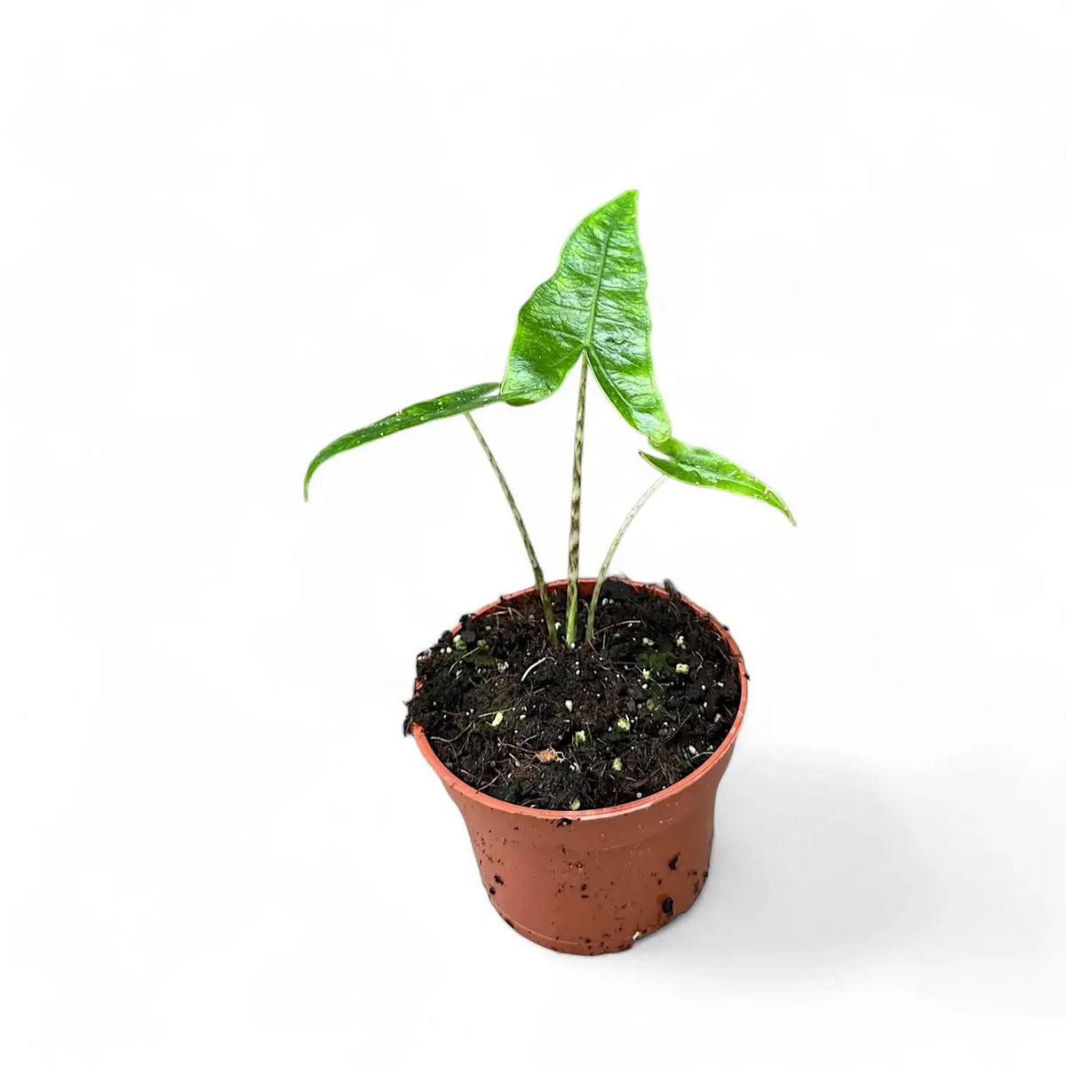 Alocasia zebrina 'Reticulata' potted plant in nursery pot on white background.