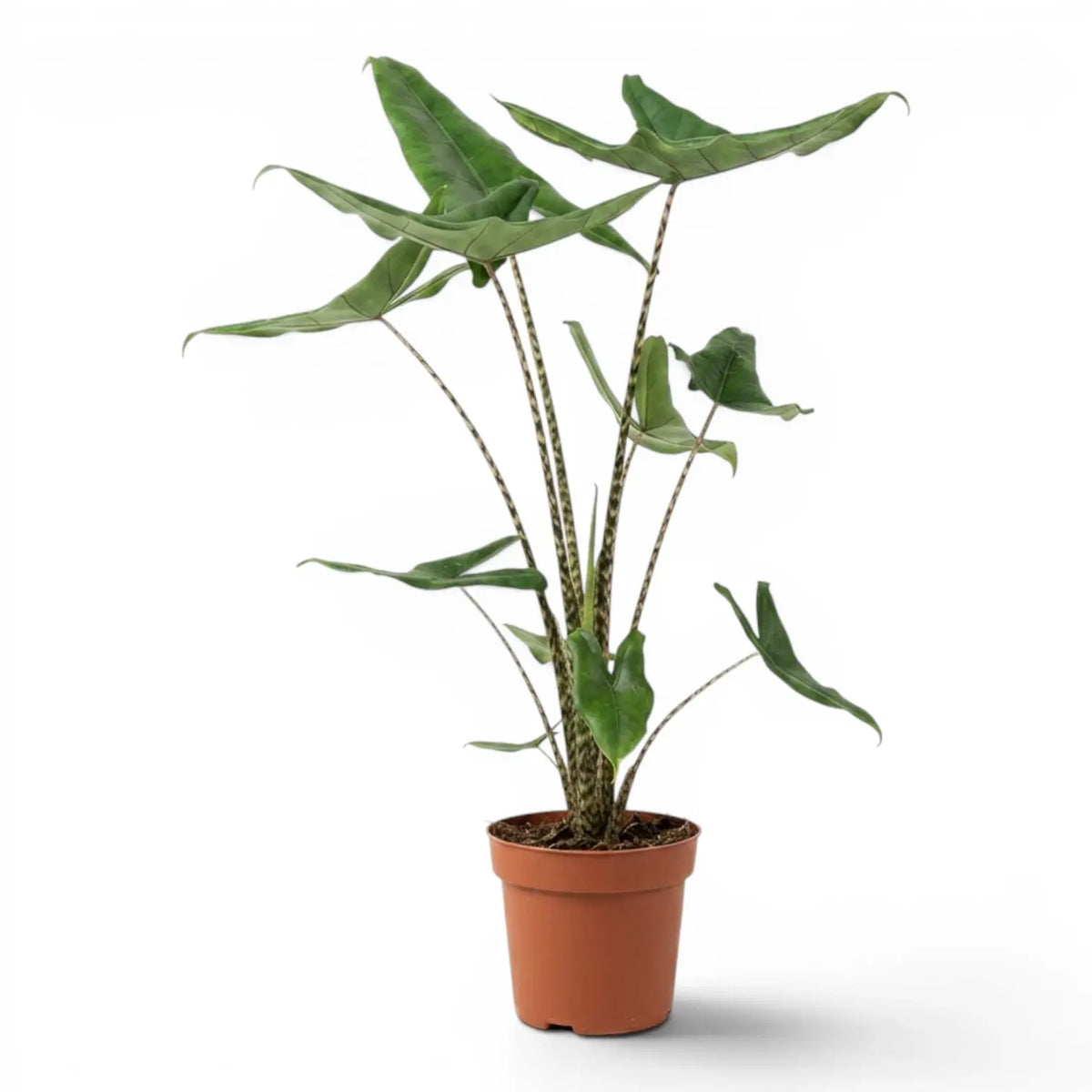 Alocasia zebrina Tigrina Superba mit gemusterten Blattstielen und pfeilförmigen grünen Blättern im Anzuchttopf vor weißem Hintergrund