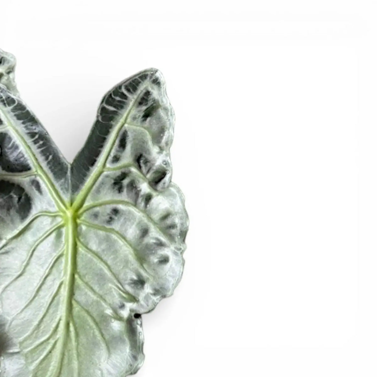 Alocasia 'Venom' als Topfpflanze im Kulturtopf vor weißem Hintergrund.