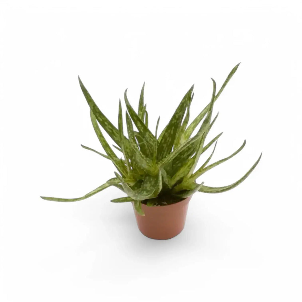 Aloe bakeri potted plant in nursery pot on white background.