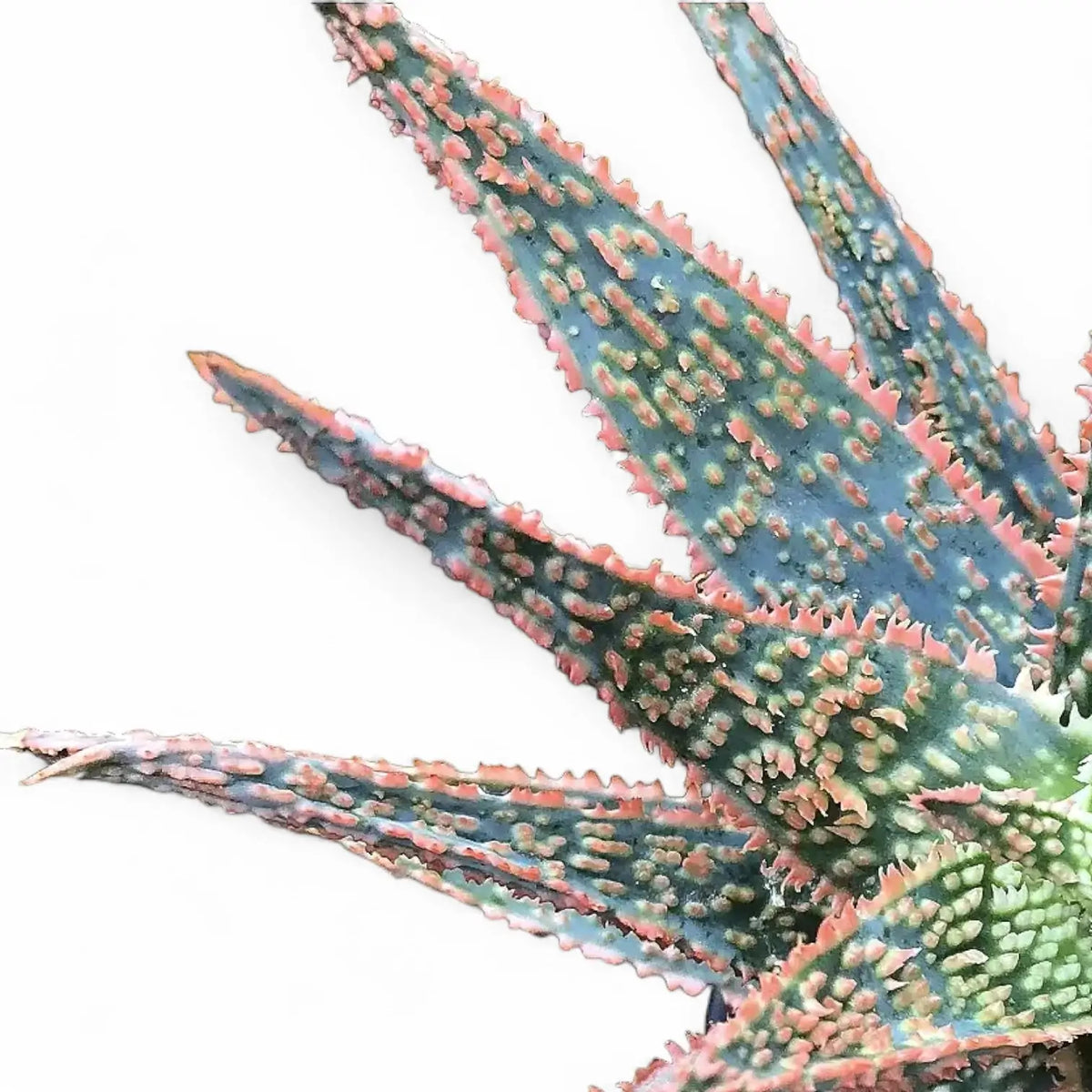 Aloe ‘DZ’ close-up of leaf on white background.