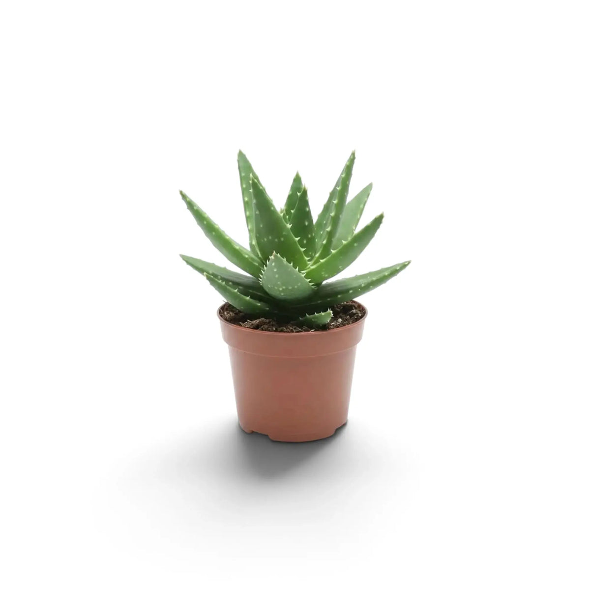 Aloe microstigma als Jungpflanze mit gesprenkelten grünen Blättern und kleinen Zähnchen an den Blatträndern