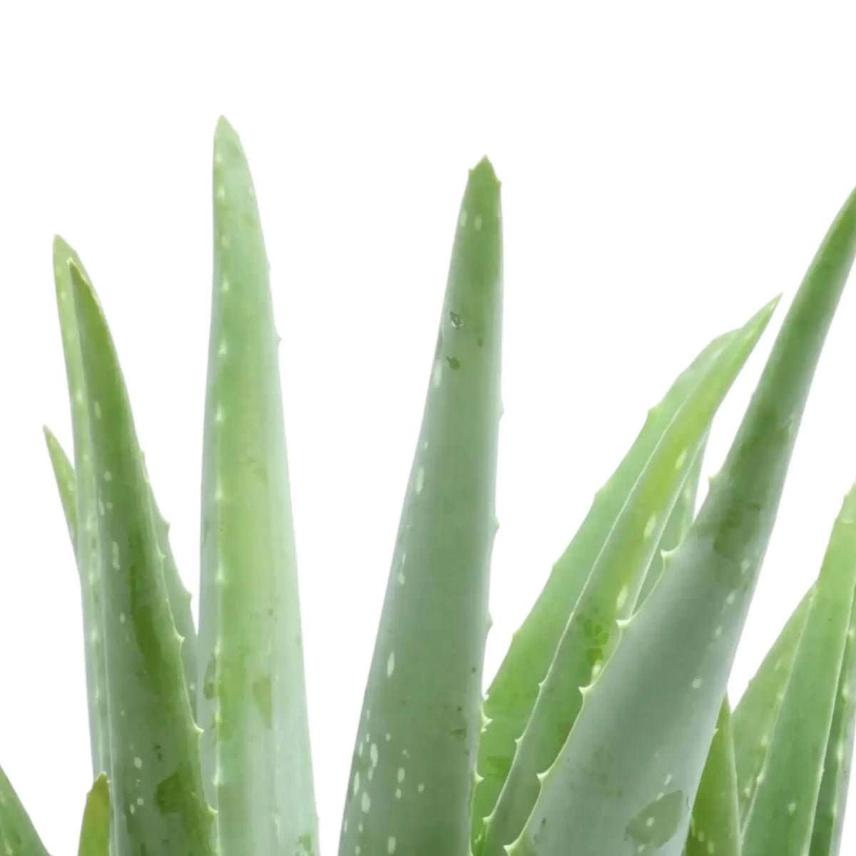 Aloe vera leaf tips rising together, with fine pale spots on the fleshy green foliage