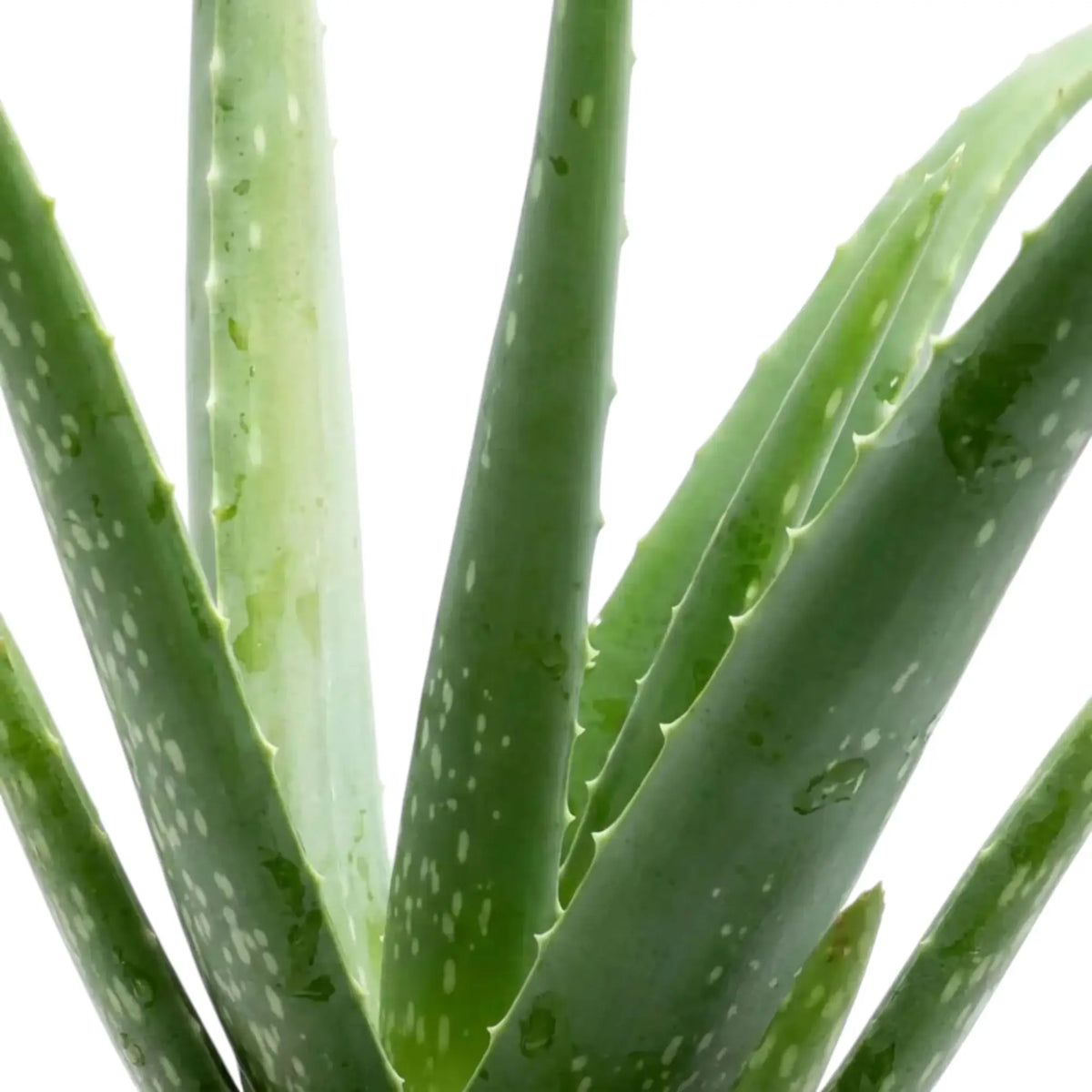 Fresh green Aloe vera leaves with translucent water droplets and toothed edges