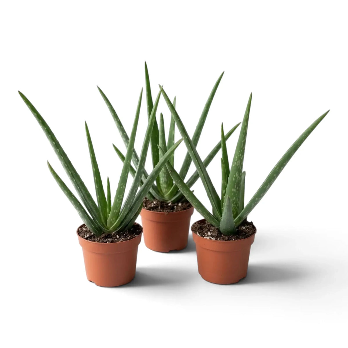 Three medium Aloe vera plants arranged in brown pots, showing variations in leaf spread