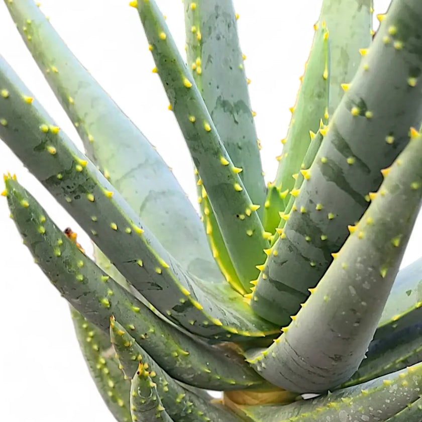 Aloidendron dichotomum (Aloe dichotoma) – Blattdetail vor weißem Hintergrund..