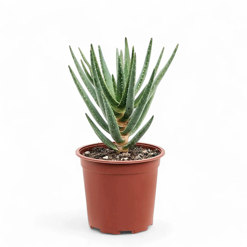Aloidendron dichotomum (Aloe dichotoma) Zimmerpflanze im Anzuchttopf vor weißem Hintergrund, Produktfoto 2.