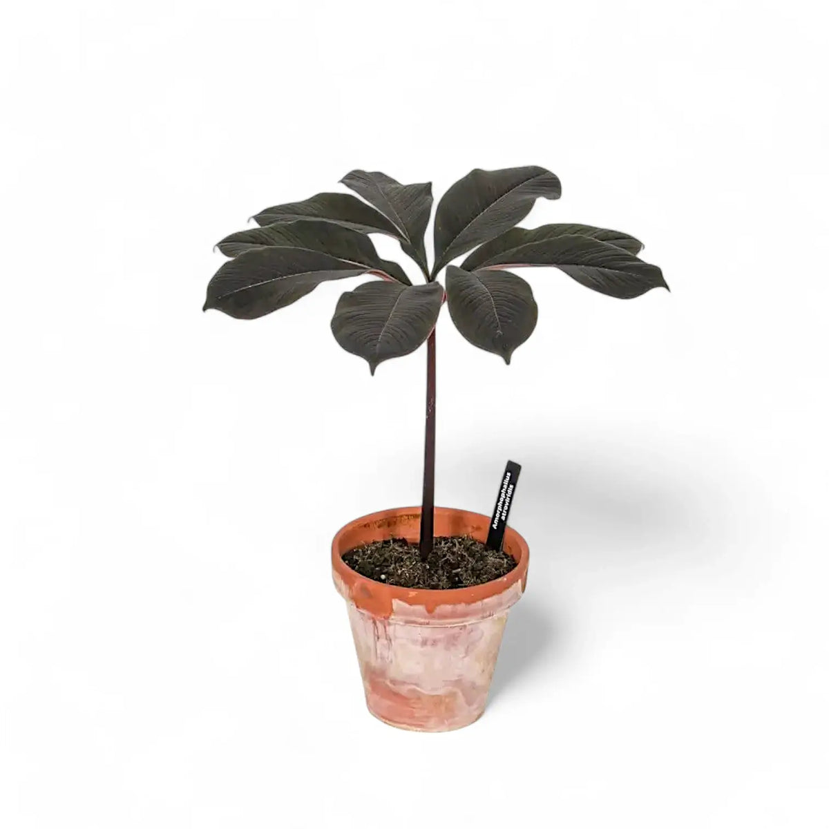 Amorphophallus atroviridis potted plant in nursery pot on white background.