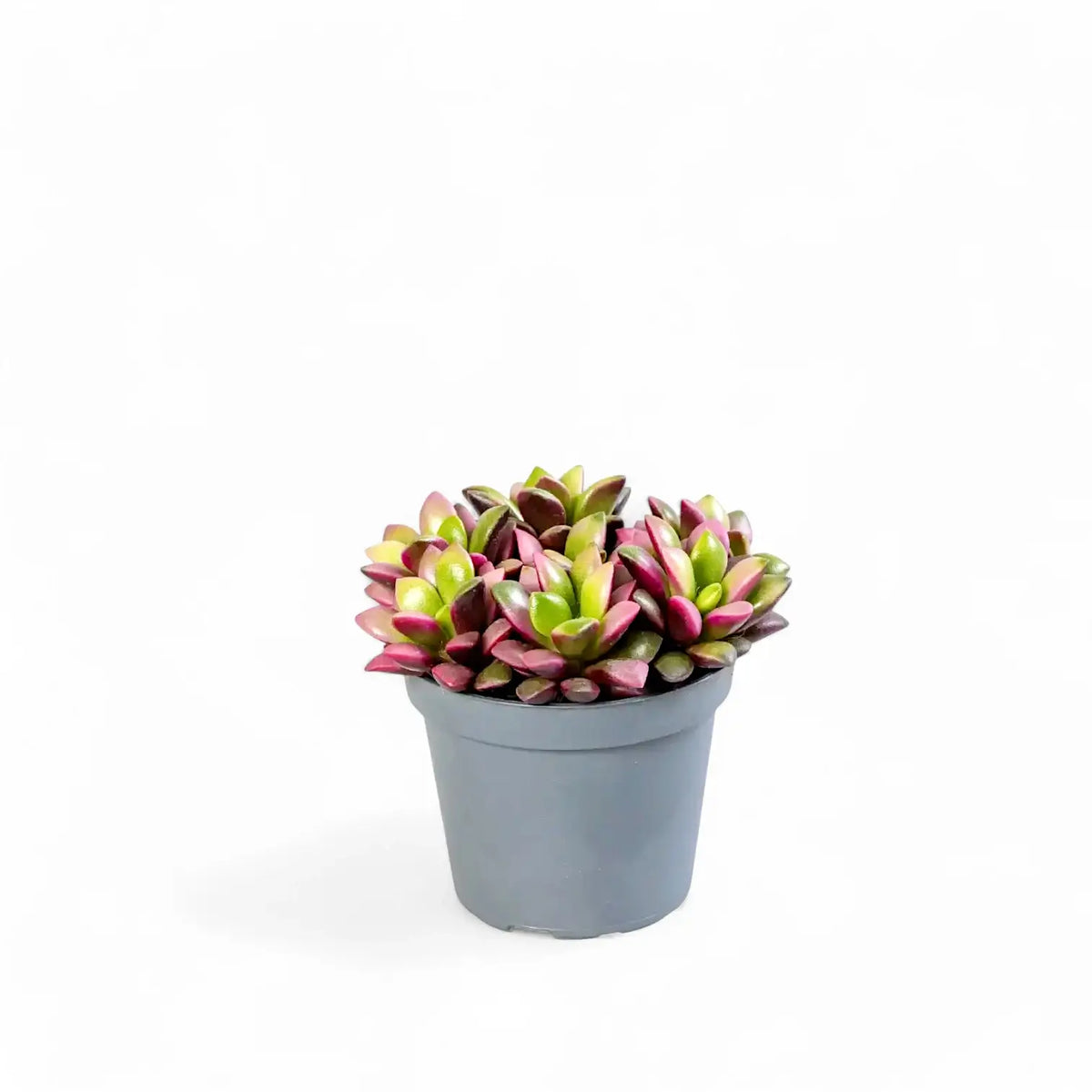 Anacampseros rufescens f. variegata potted plant in nursery pot on white background.