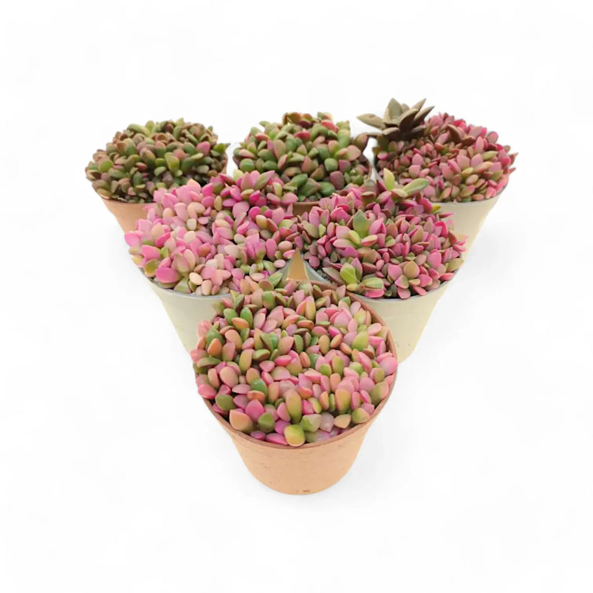 Anacampseros rufescens f. variegata potted plant in nursery pot on white background.