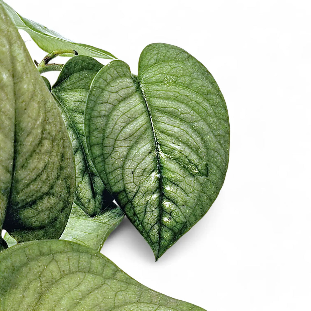 Anadendrum affine – Blattdetail vor weißem Hintergrund..