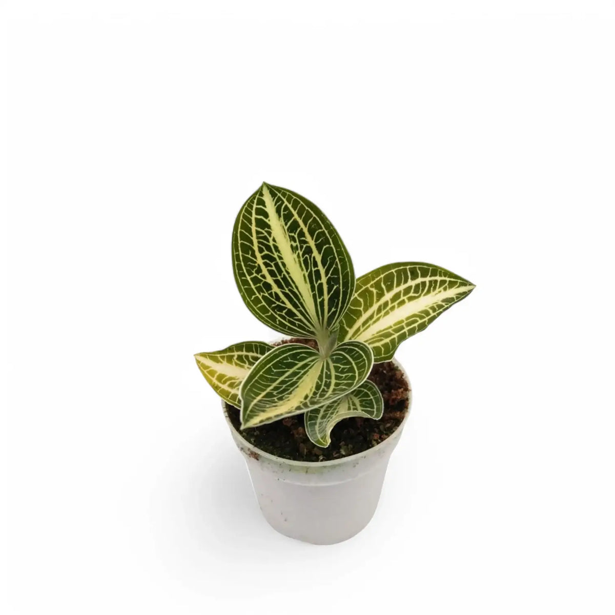 Anoectochilus albolineatus 'White Center' potted plant in nursery pot on white background.