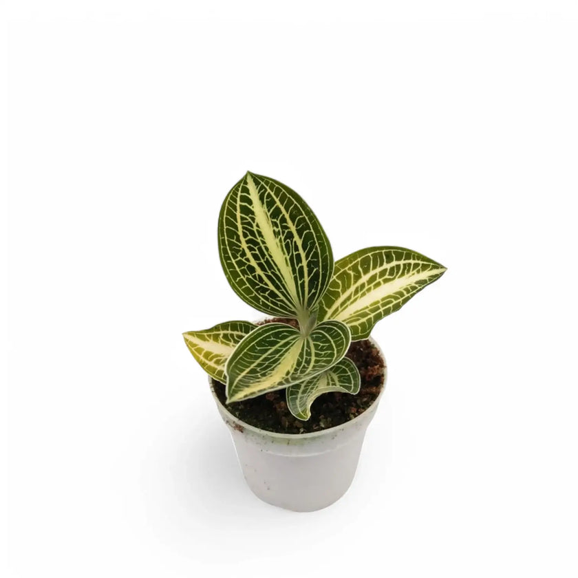 Anoectochilus albolineatus 'White Center' potted plant in nursery pot on white background.