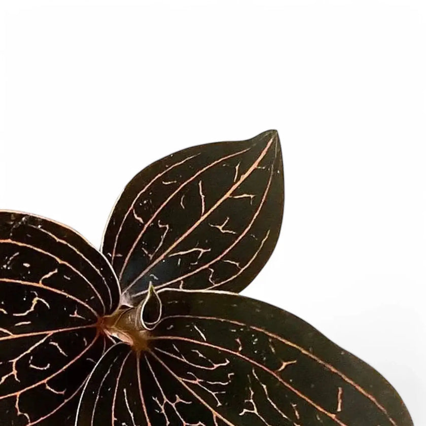 Anoectochilus brevilabris close-up of leaf on white background.