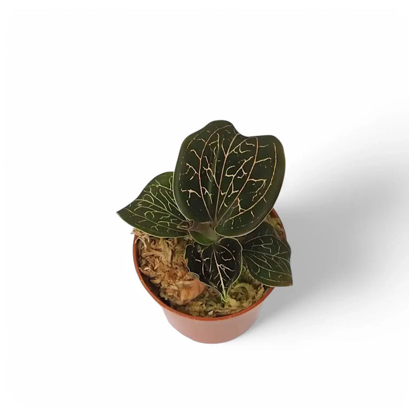 Anoectochilus brevilabris potted plant in nursery pot on white background.