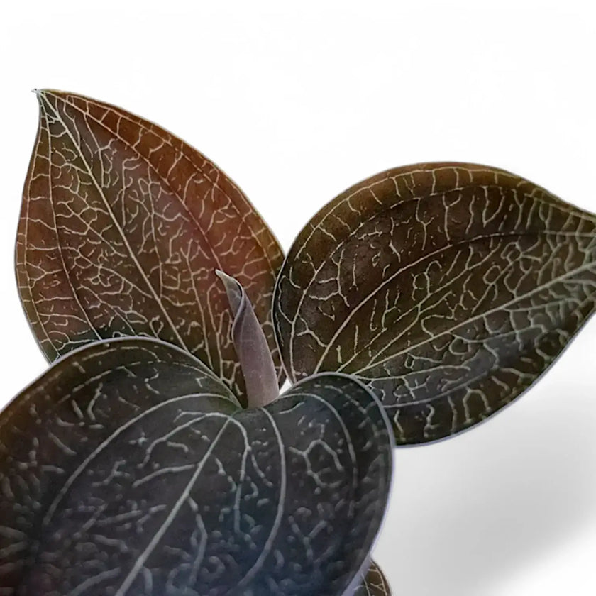 Anoectochilus burmannicus leaf detail on white background.