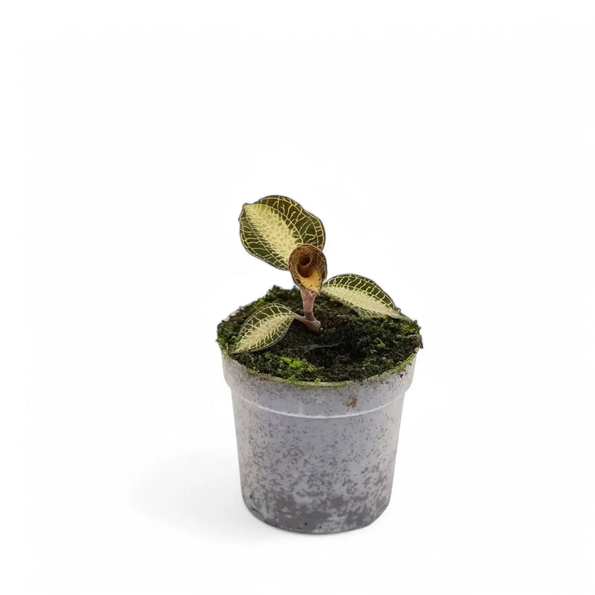 Anoectochilus roxburghii 'Dreamcatcher' potted plant in nursery pot on white background.