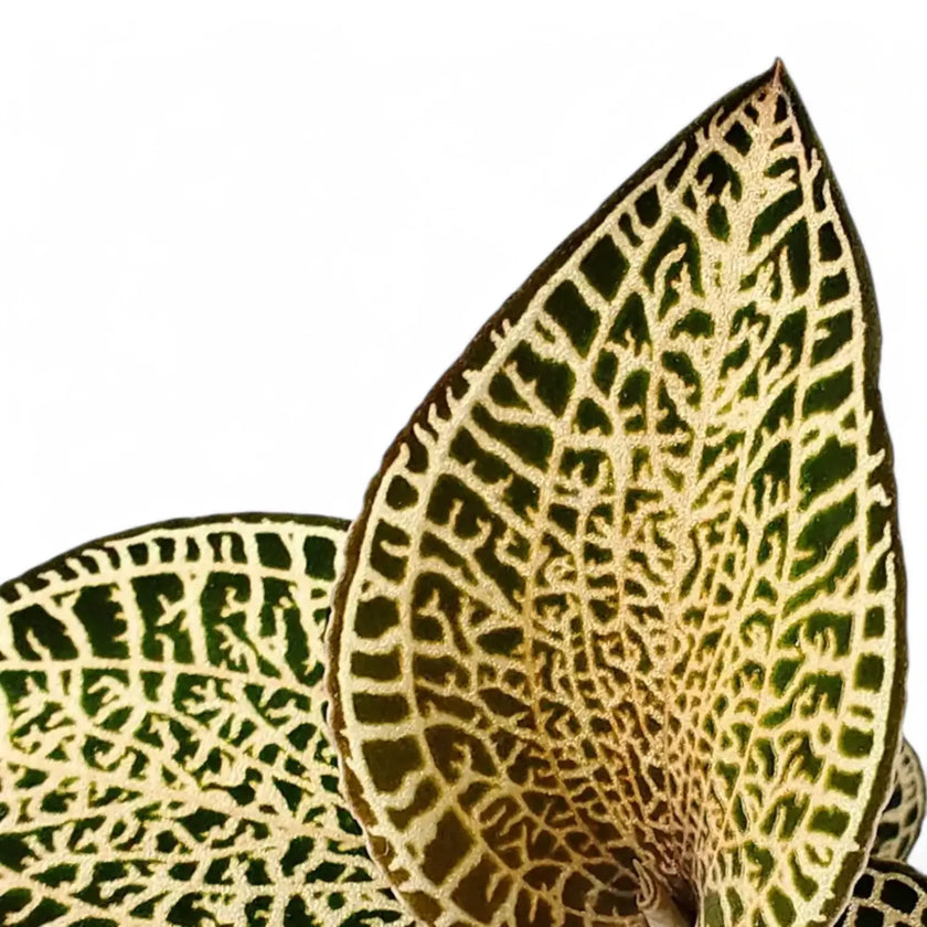 Anoectochilus roxburghii 'Gold Bar' leaf detail on white background.