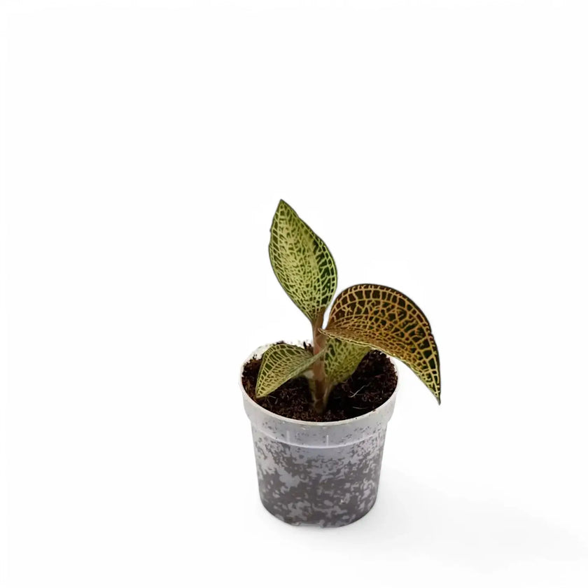 Anoectochilus roxburghii 'Gold Bar' potted plant in nursery pot on white background.